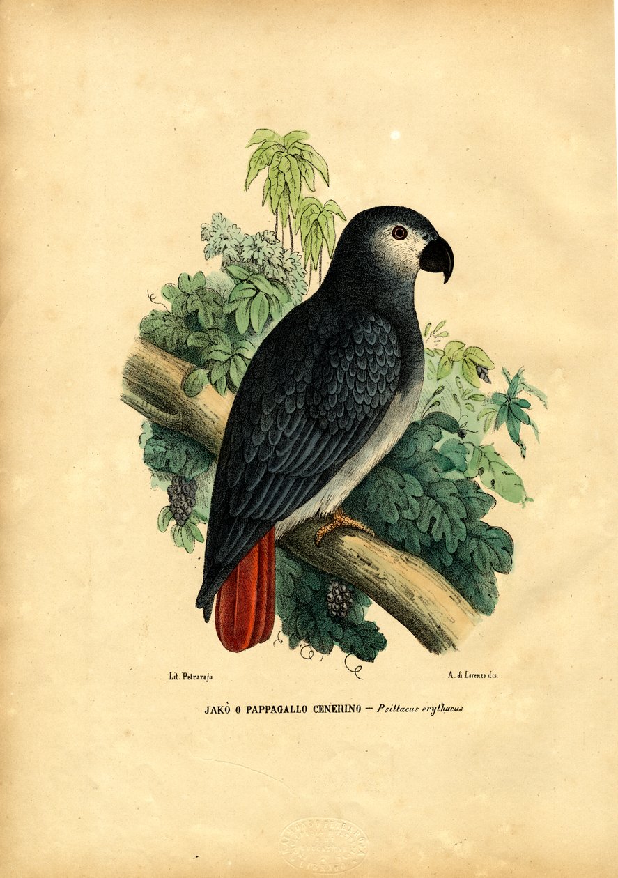 Afrikansk grå papegoja, 1863-79 av Raimundo Petraroja