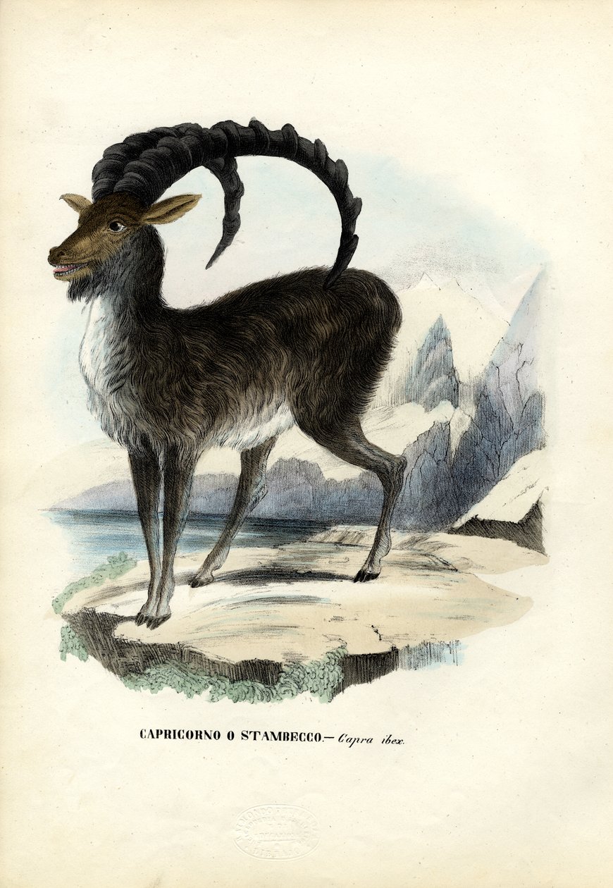 Alpin stenbock, 1863-79 av Raimundo Petraroja
