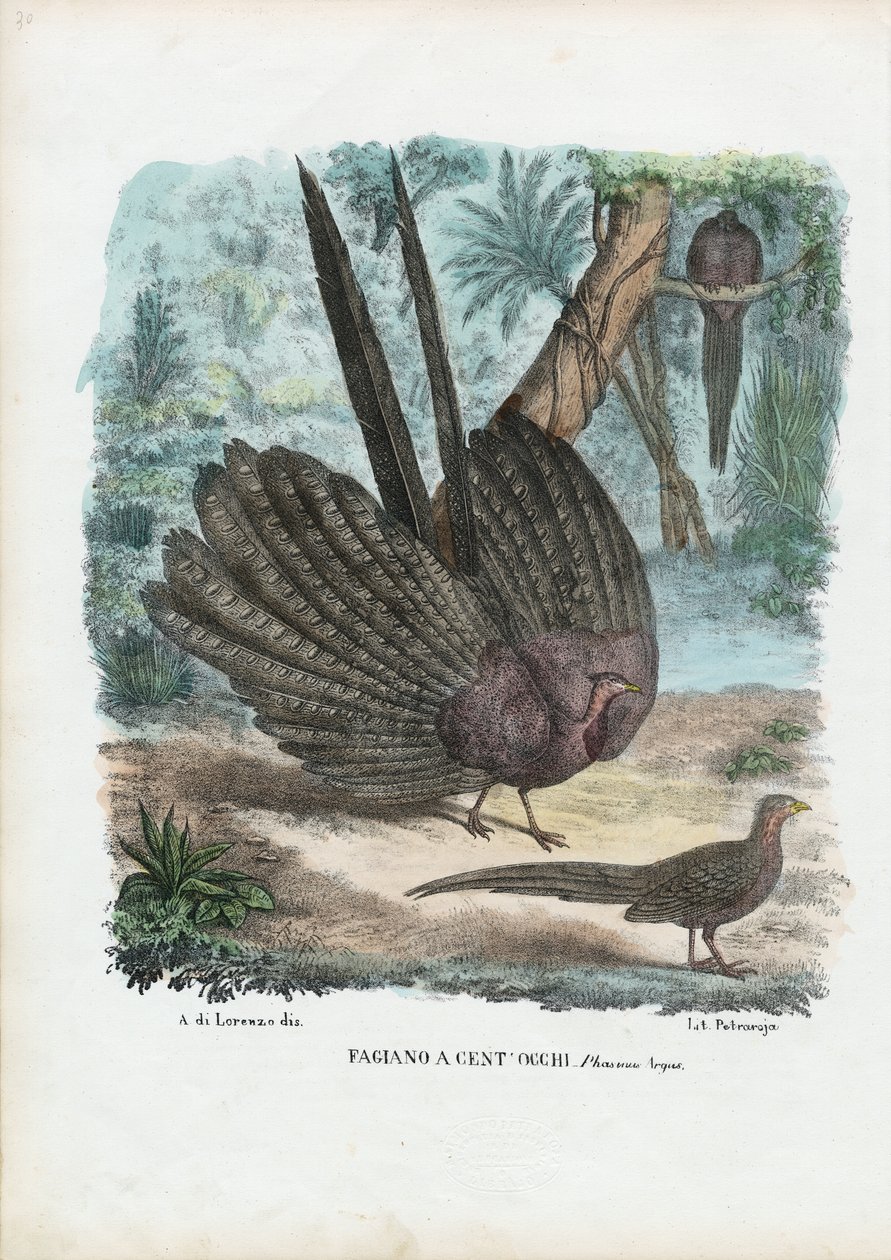 Argus fasan, 1863-79 av Raimundo Petraroja