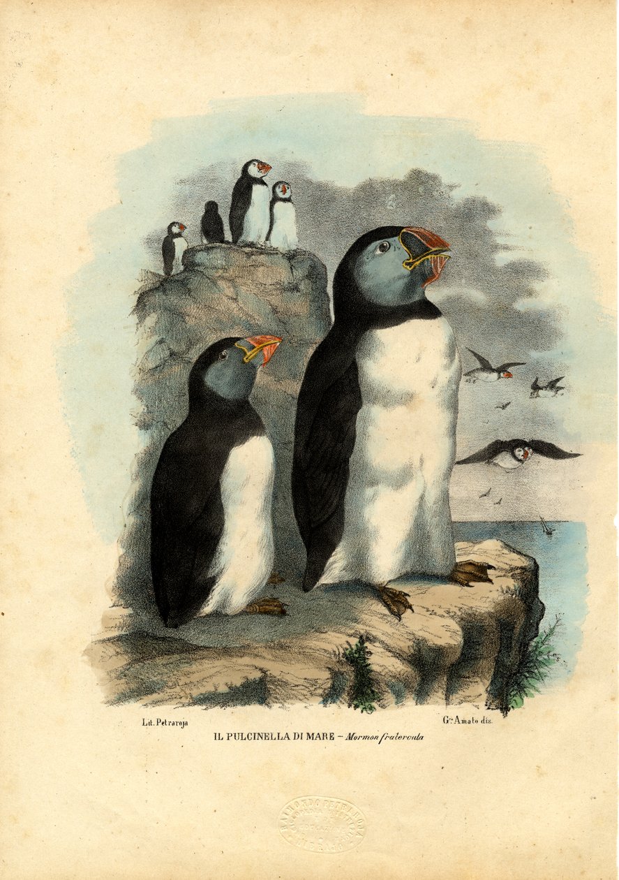 Atlantisk lunnefågel, 1863-79 av Raimundo Petraroja