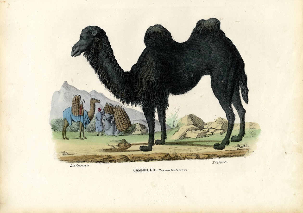 Baktriska kameler, 1863-79 av Raimundo Petraroja