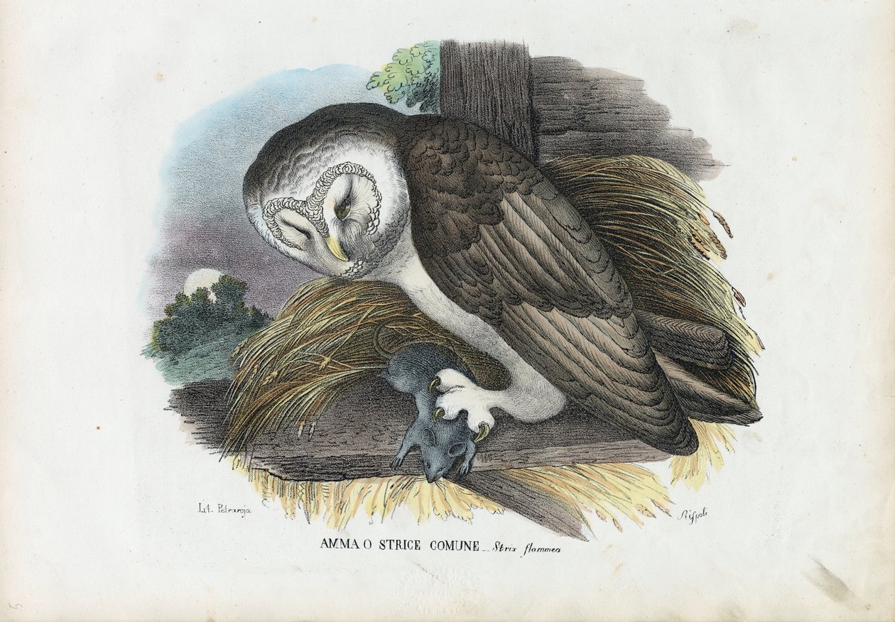 Tornuggla, 1863-79 av Raimundo Petraroja