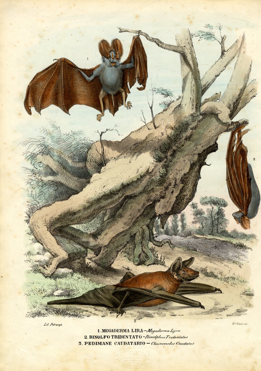 Fladdermöss, 1863-79 av Raimundo Petraroja