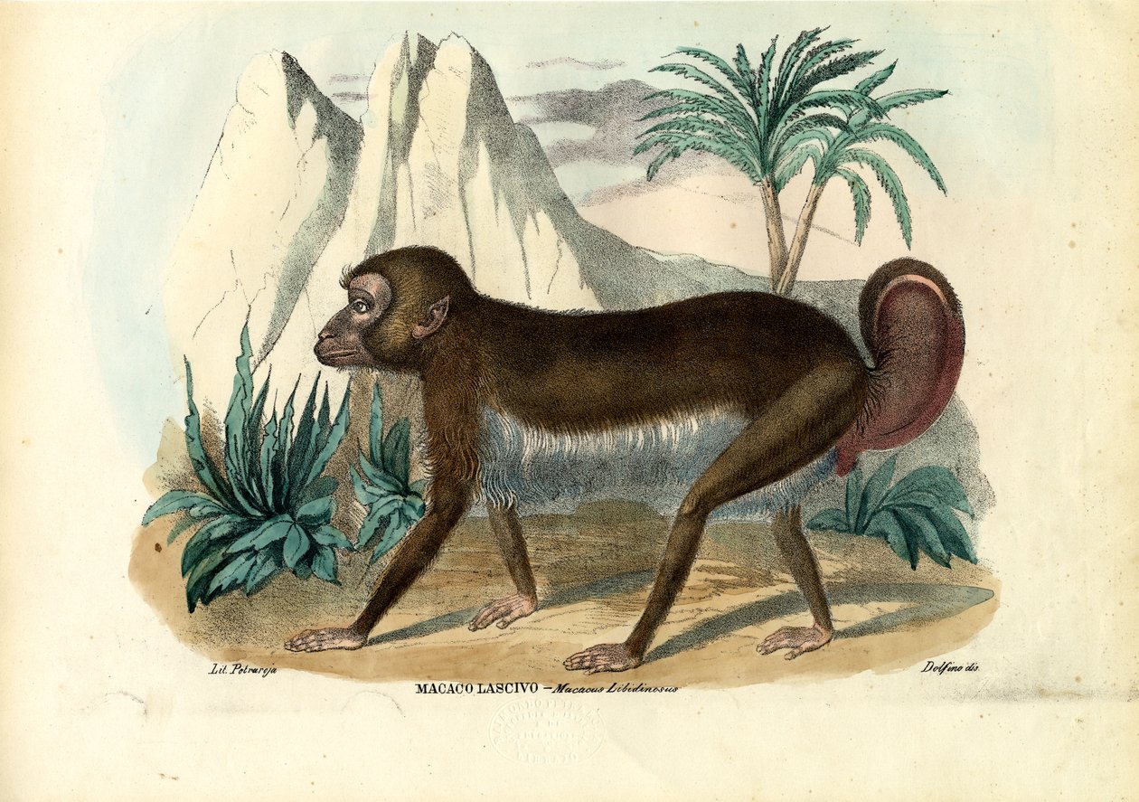 Svartrandig kapuciner, 1863-79 av Raimundo Petraroja