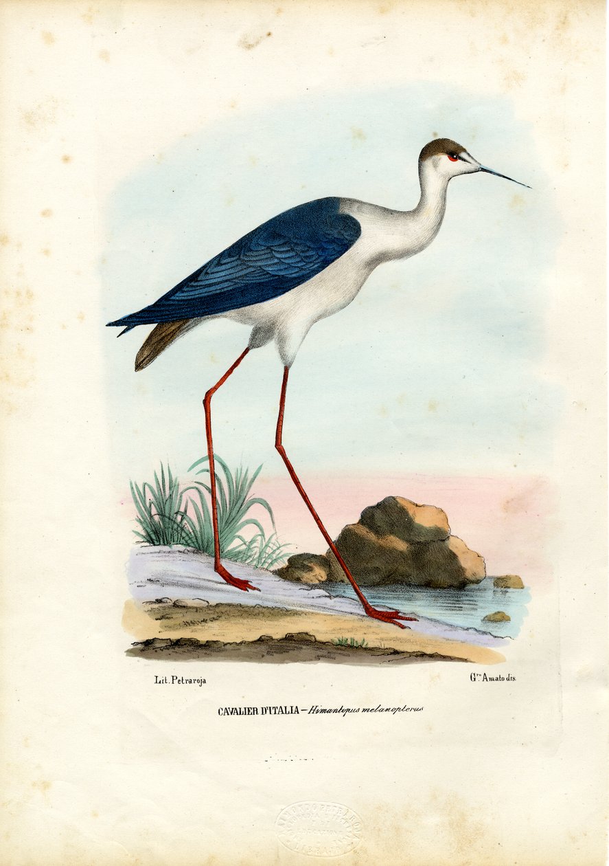 Svartvingad stylta, 1863-79 av Raimundo Petraroja