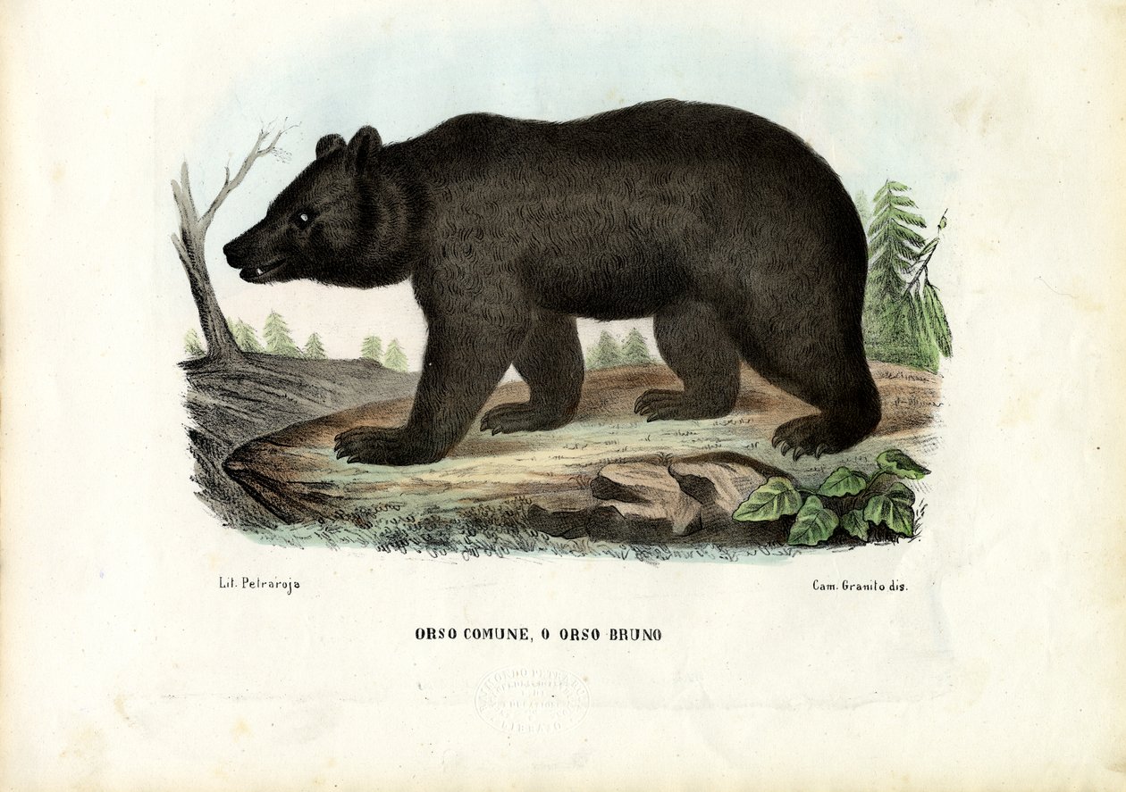 Brunbjörn, 1863-79 av Raimundo Petraroja