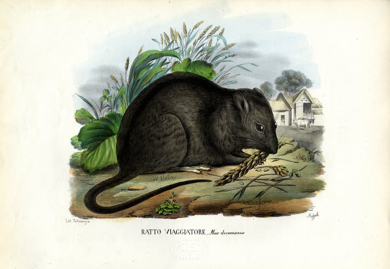Brun råtta, 1863-79 av Raimundo Petraroja