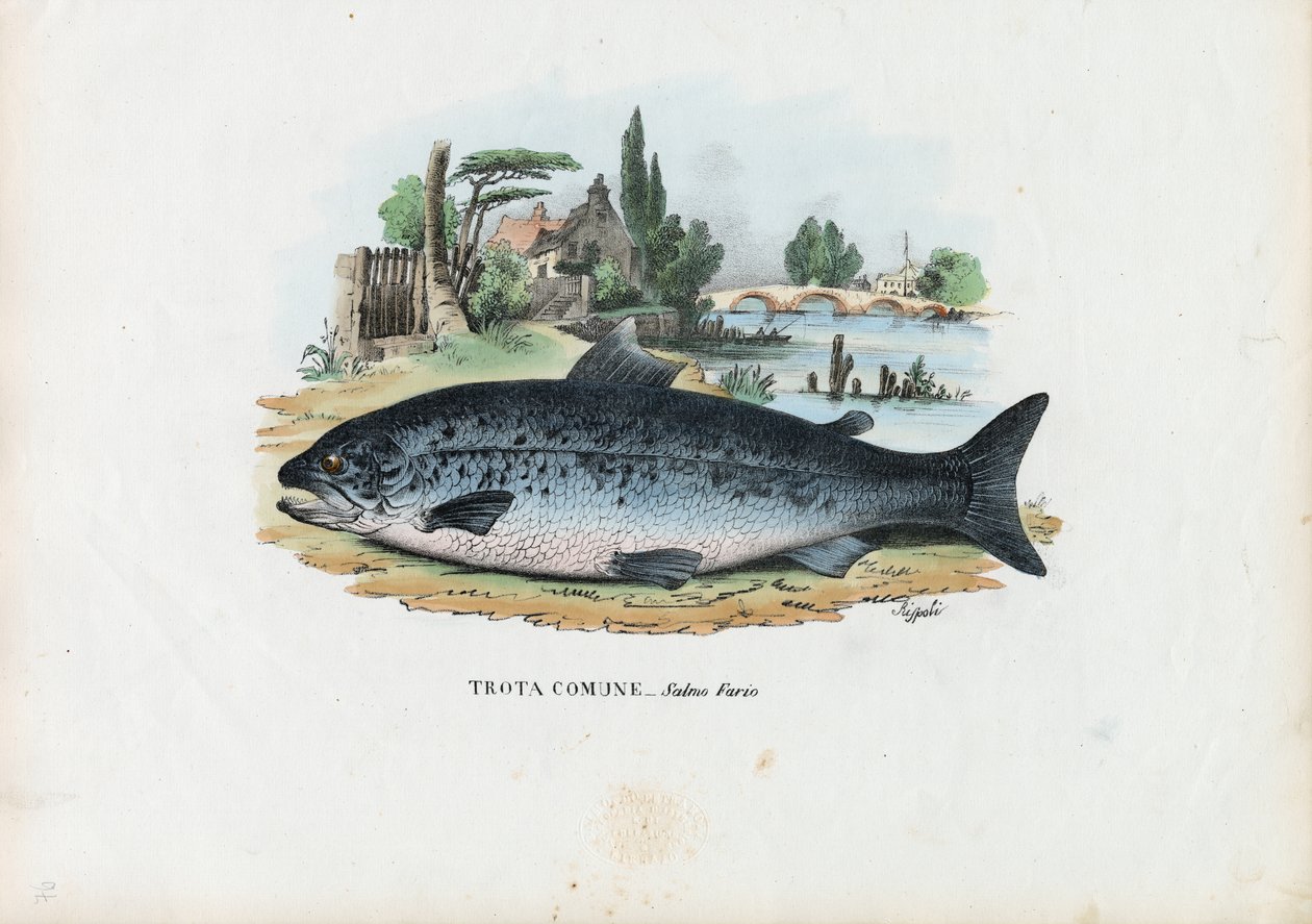 Öring, 1863-79 av Raimundo Petraroja