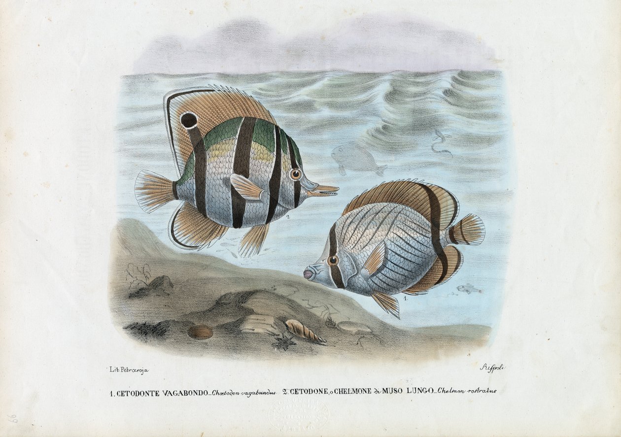 Fjärilsfisk, 1863-79 av Raimundo Petraroja