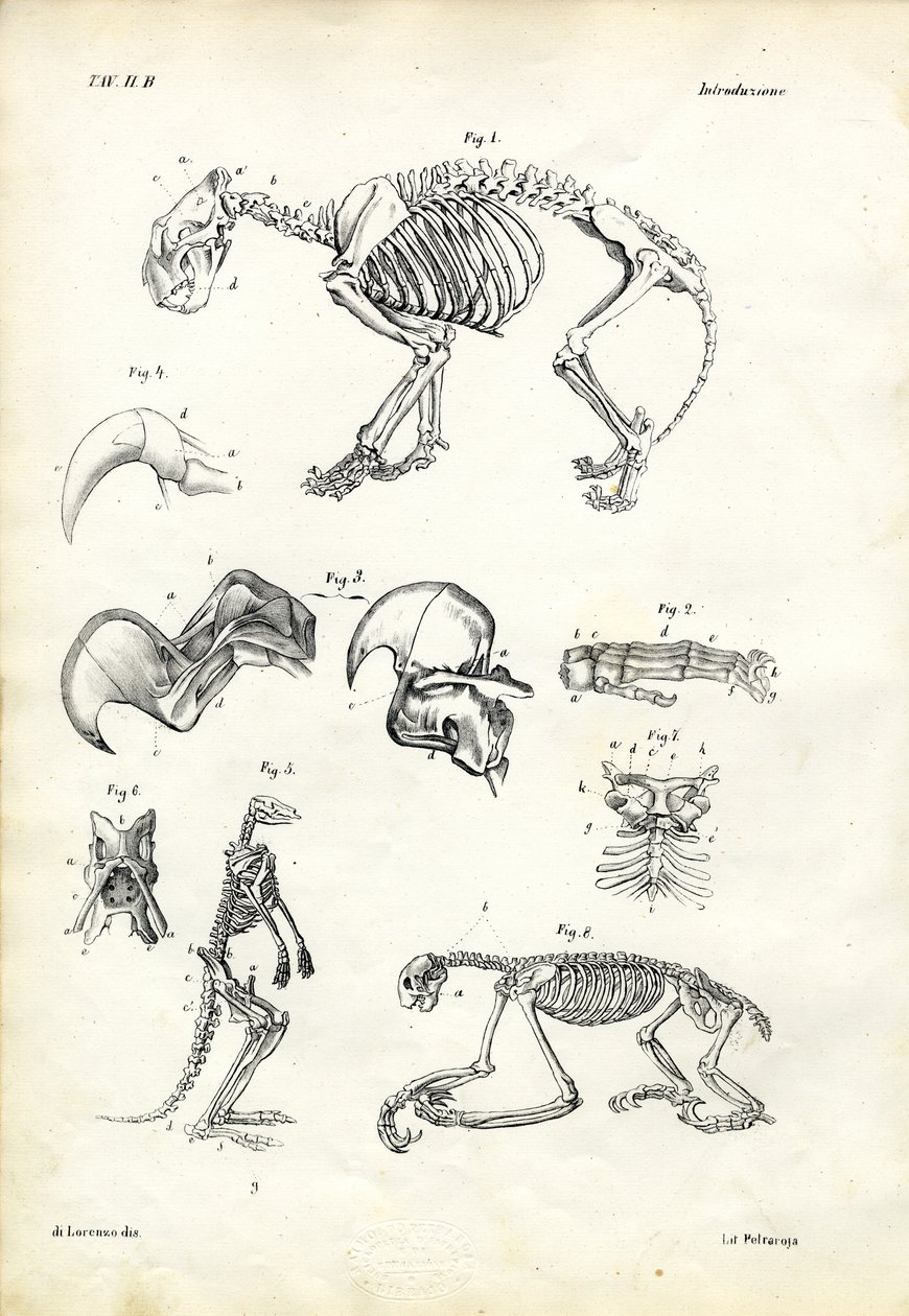 Katt, 1863-79 av Raimundo Petraroja