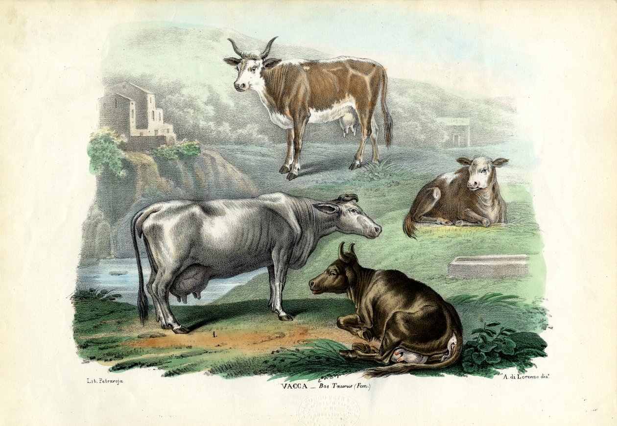 Boskap, 1863-79 av Raimundo Petraroja