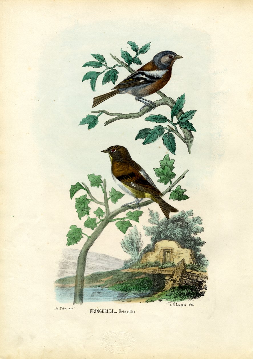 Bofink, 1863-79 av Raimundo Petraroja