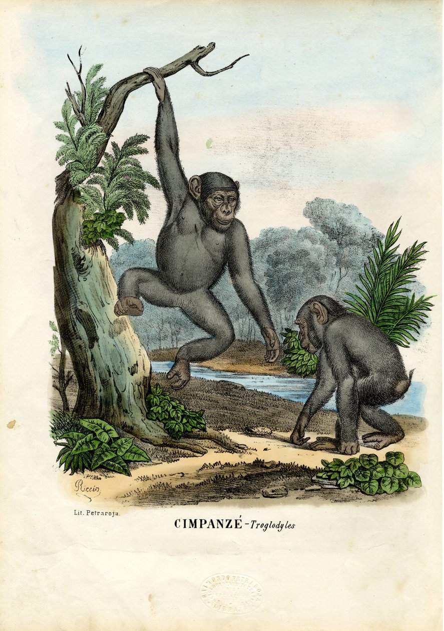 Schimpans, 1863-79 av Raimundo Petraroja