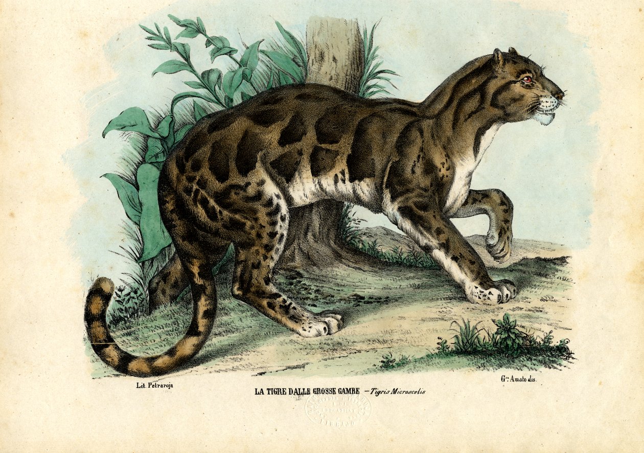Molnig leopard, 1863-79 av Raimundo Petraroja