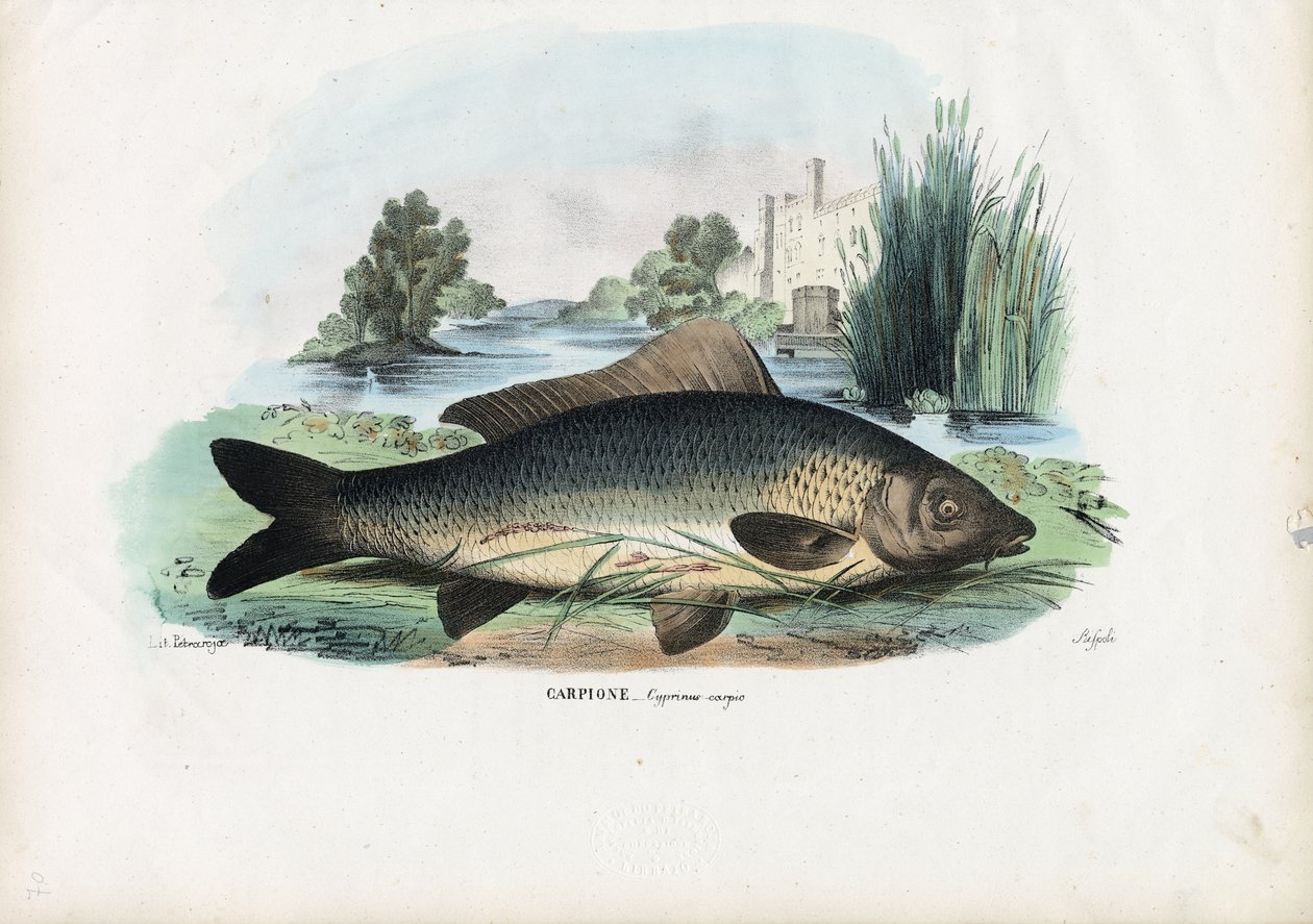 Vanlig karp, 1863-79 av Raimundo Petraroja