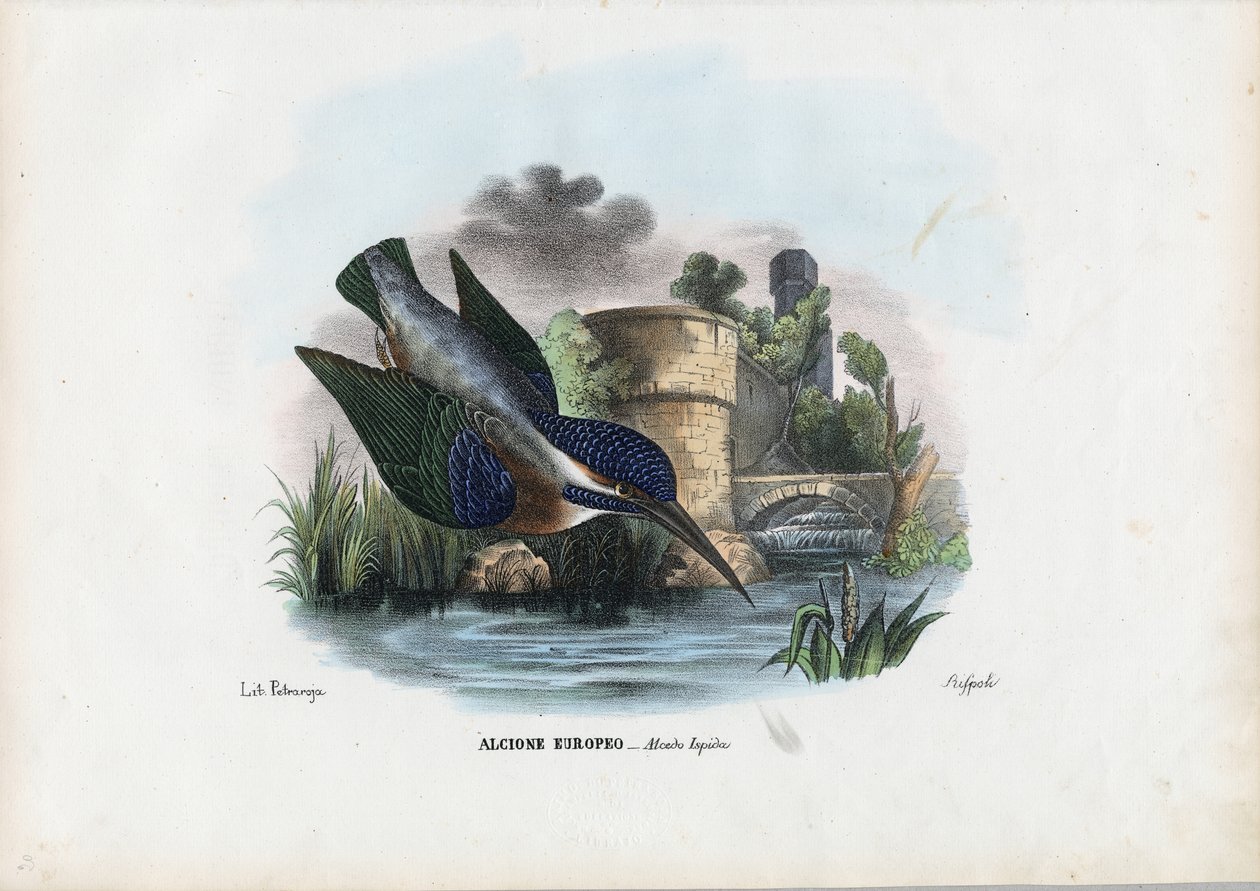 Kungsfiskare, 1863-79 av Raimundo Petraroja