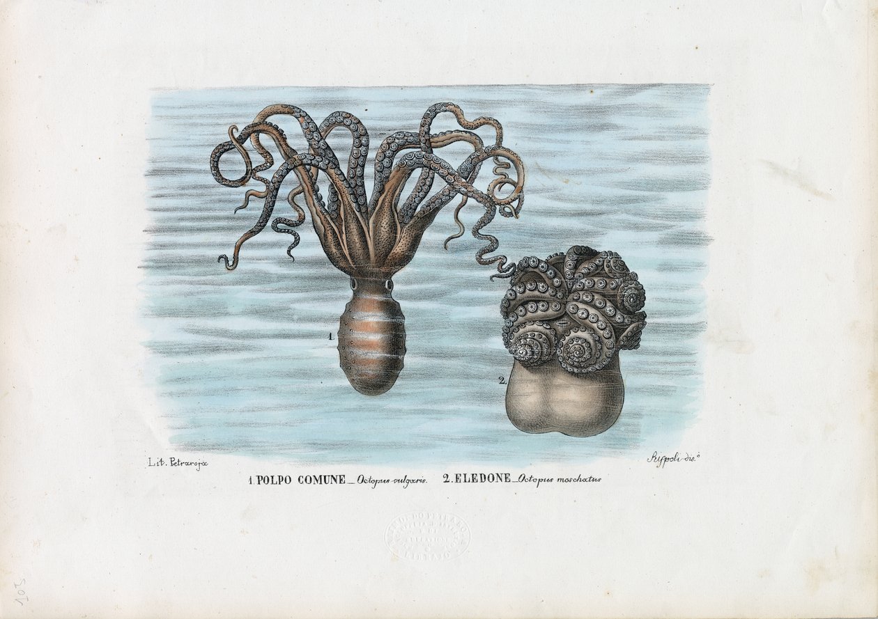 Vanlig bläckfisk, 1863-79 av Raimundo Petraroja