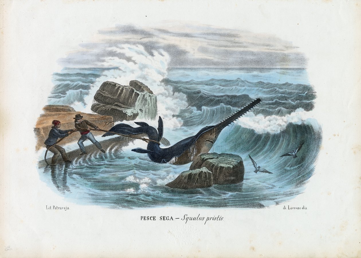 Vanlig sågfisk, 1863-79 av Raimundo Petraroja