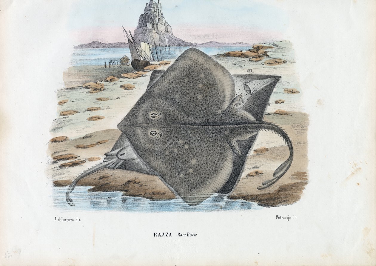 Rödhake, 1863-79 av Raimundo Petraroja