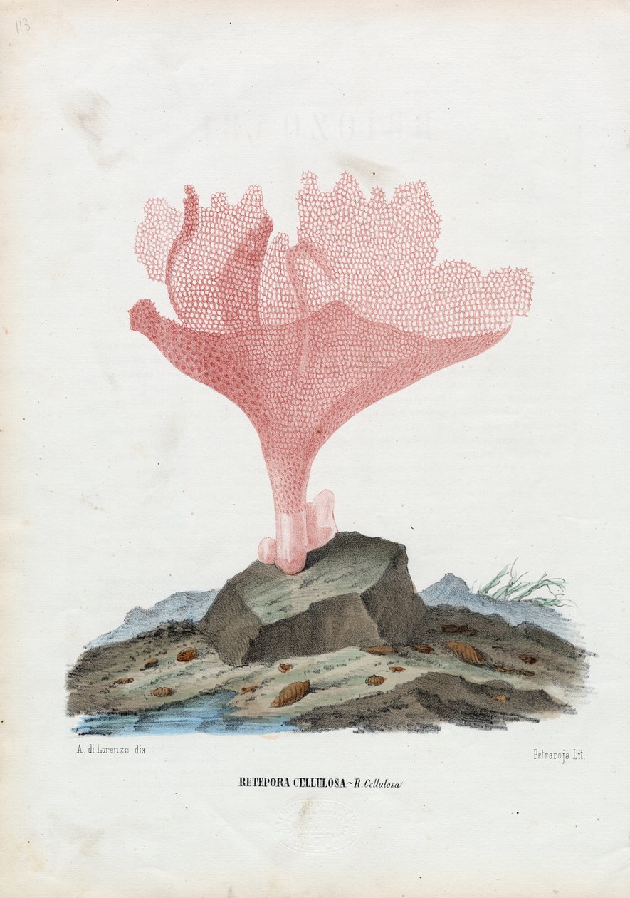 Amu, 1863-79 swed av Raimundo Petraroja