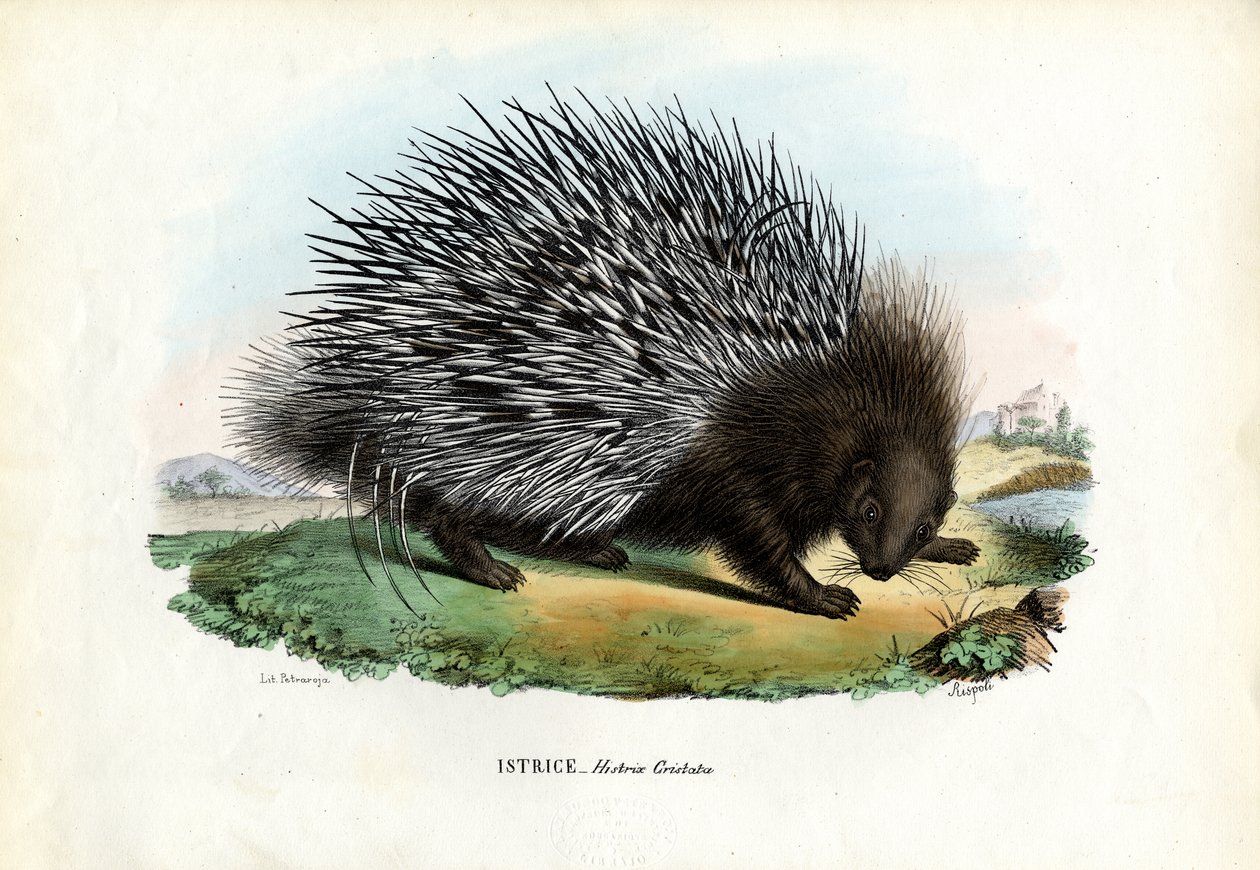 Krönt piggsvin, 1863-79 av Raimundo Petraroja