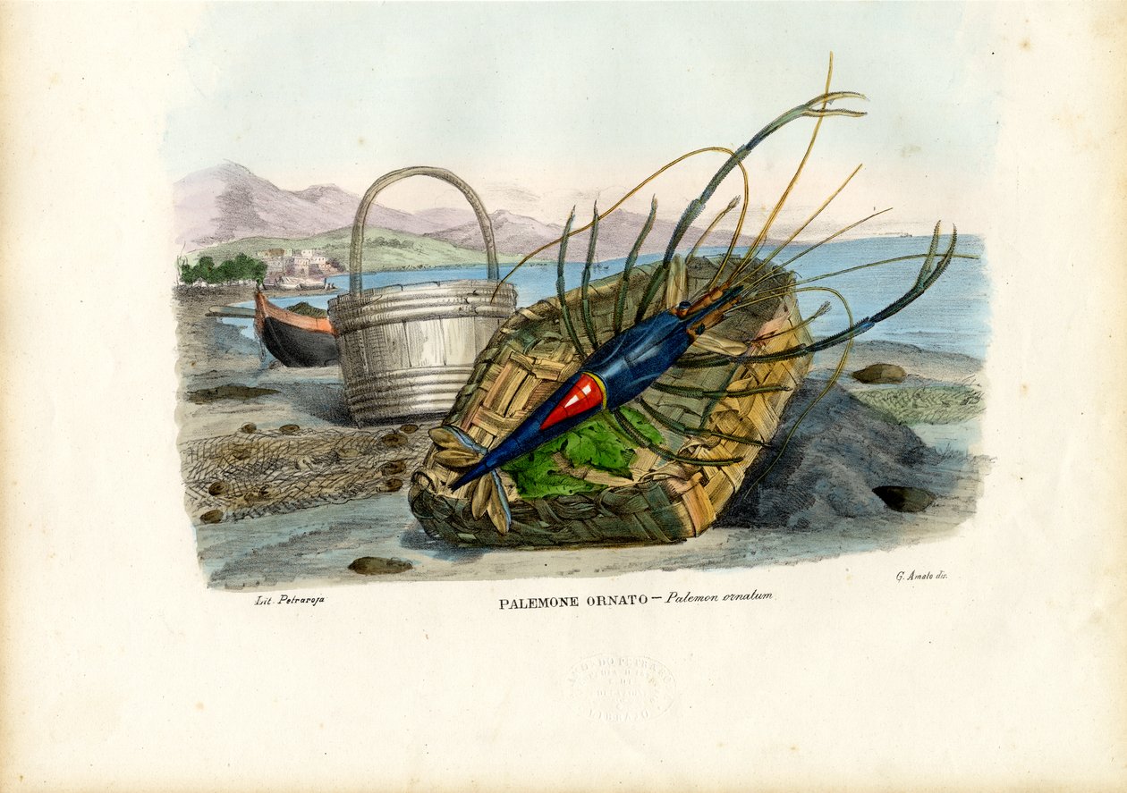 Kräftdjur, 1863-79 av Raimundo Petraroja