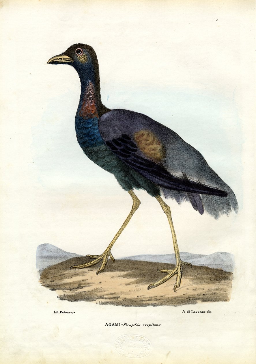Mörkvingad trumpetare, 1863-79 av Raimundo Petraroja