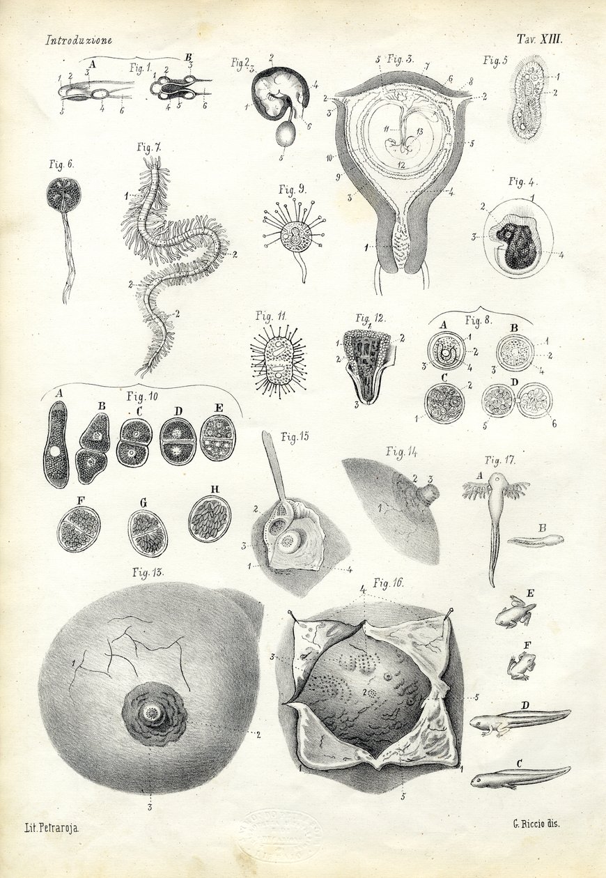 Utveckling, 1863-79 av Raimundo Petraroja