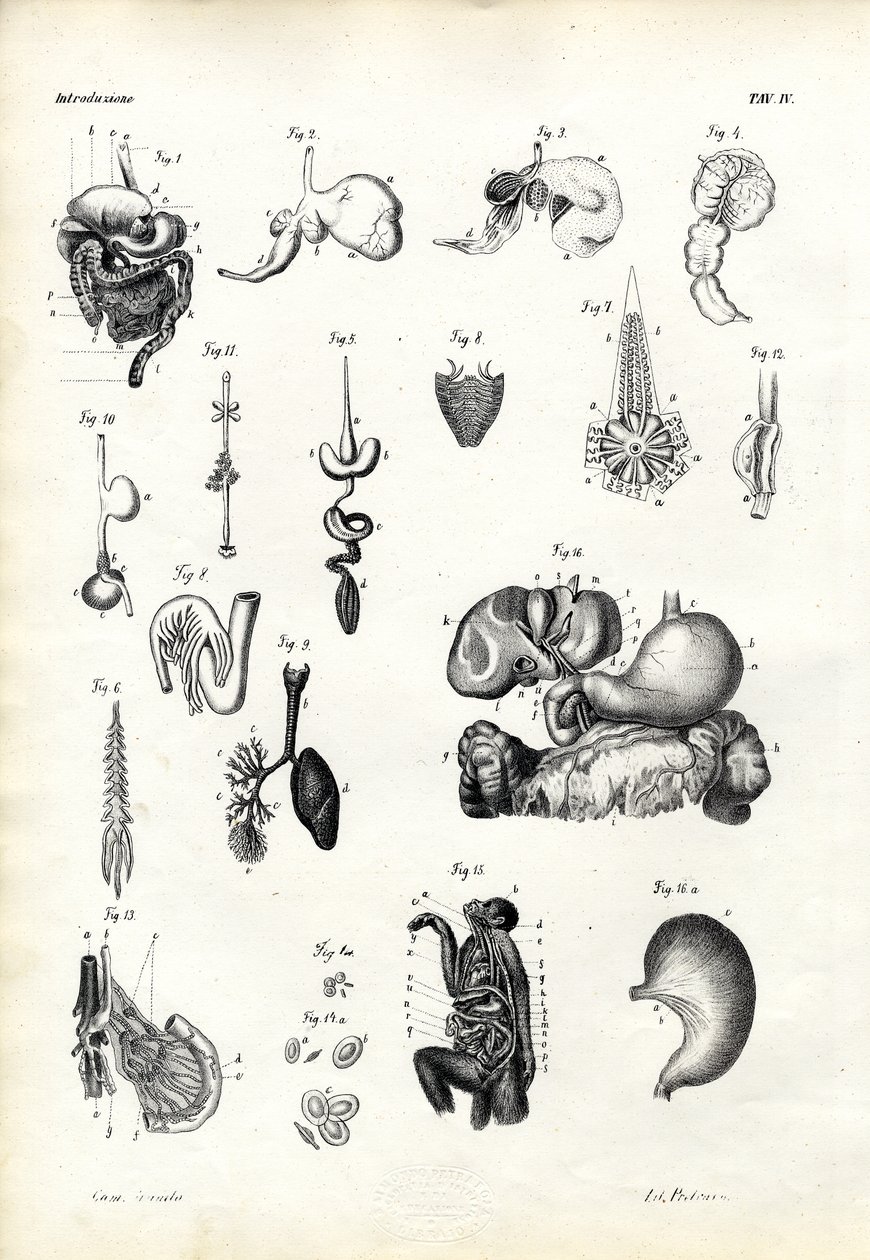 Matsmältningsorgan, 1863-79 av Raimundo Petraroja
