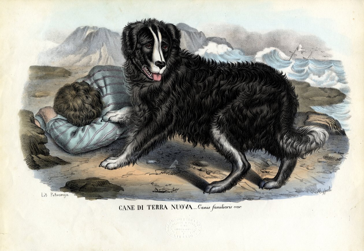 Hundar, 1863-79 av Raimundo Petraroja