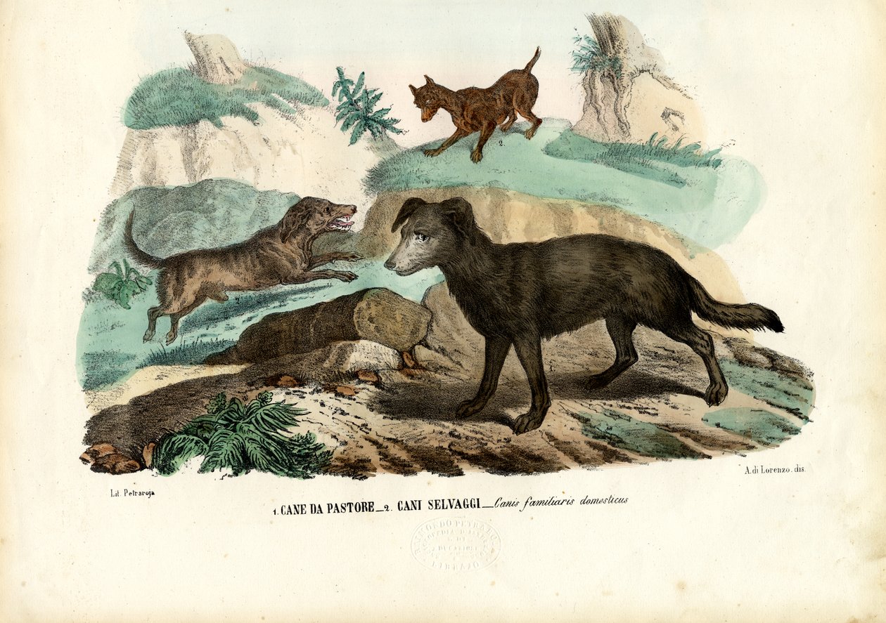 Hundar, 1863-79 av Raimundo Petraroja
