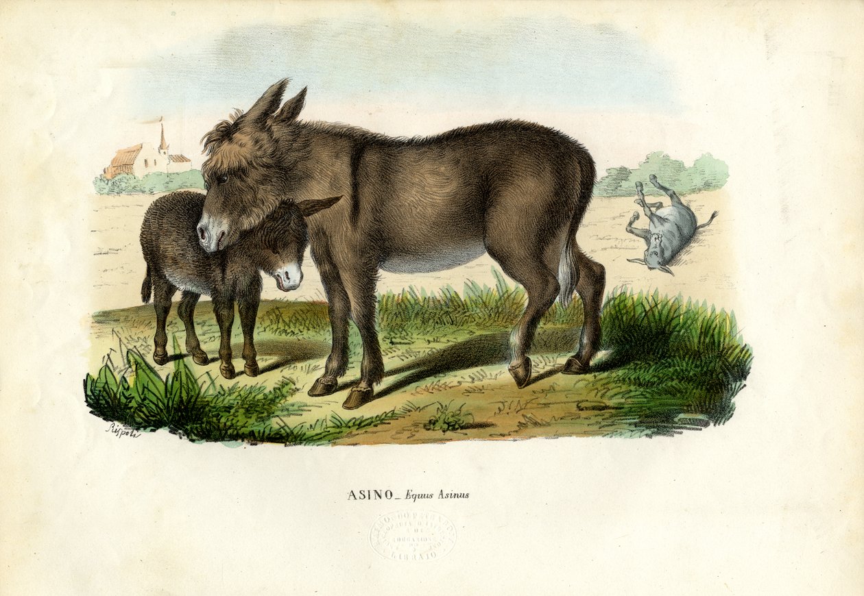 Åsnan, 1863-79 av Raimundo Petraroja