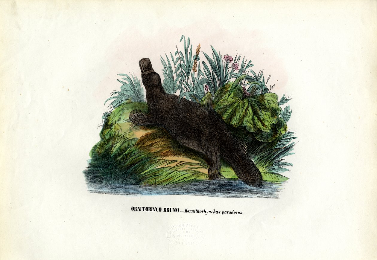Anknäbbat näbbdjur, 1863-79 av Raimundo Petraroja