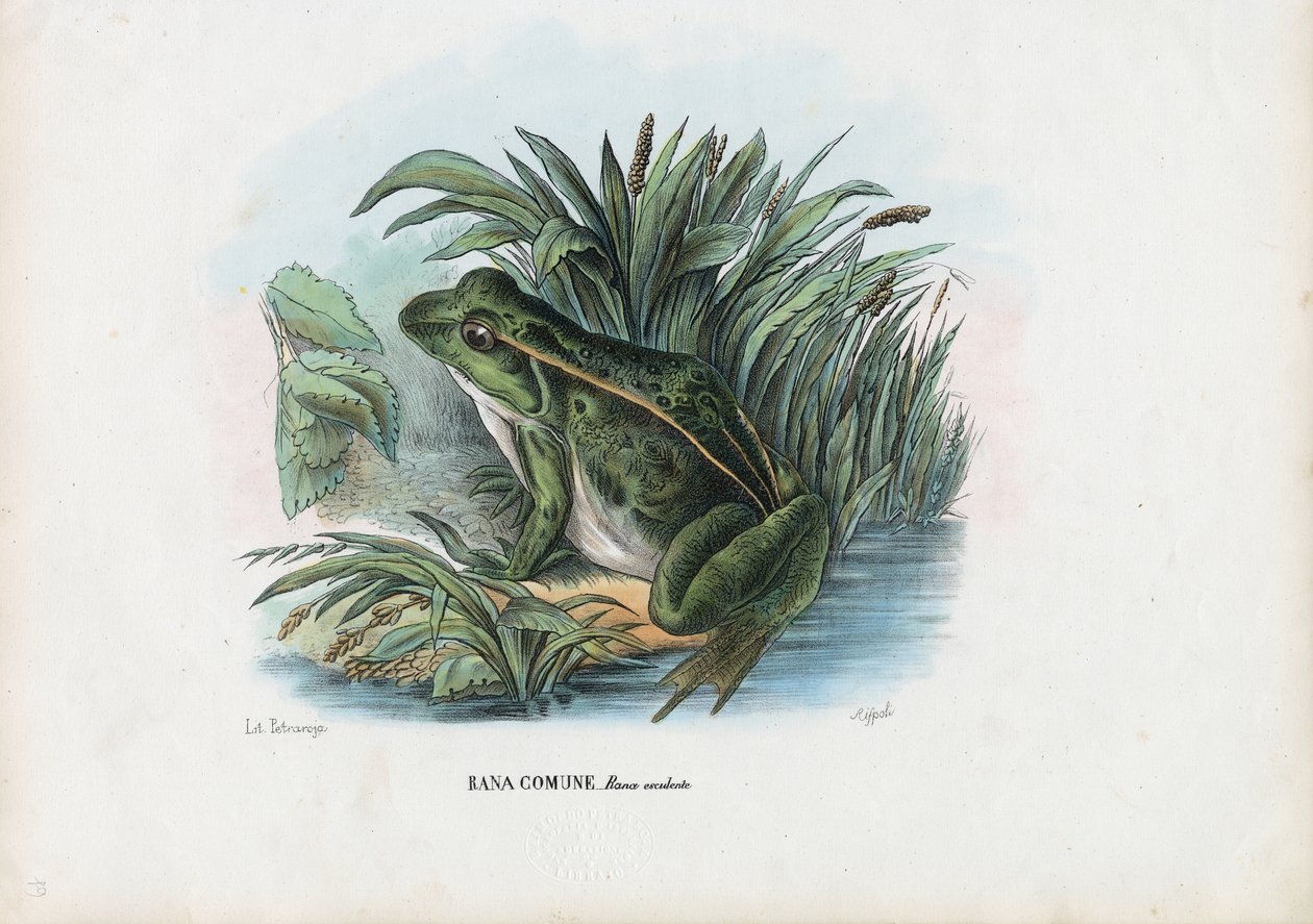 Ätlig groda, 1863-79 av Raimundo Petraroja