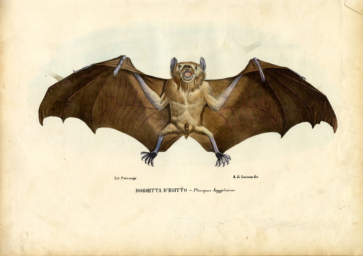 Egyptisk fruktfladdermus, 1863-79 av Raimundo Petraroja