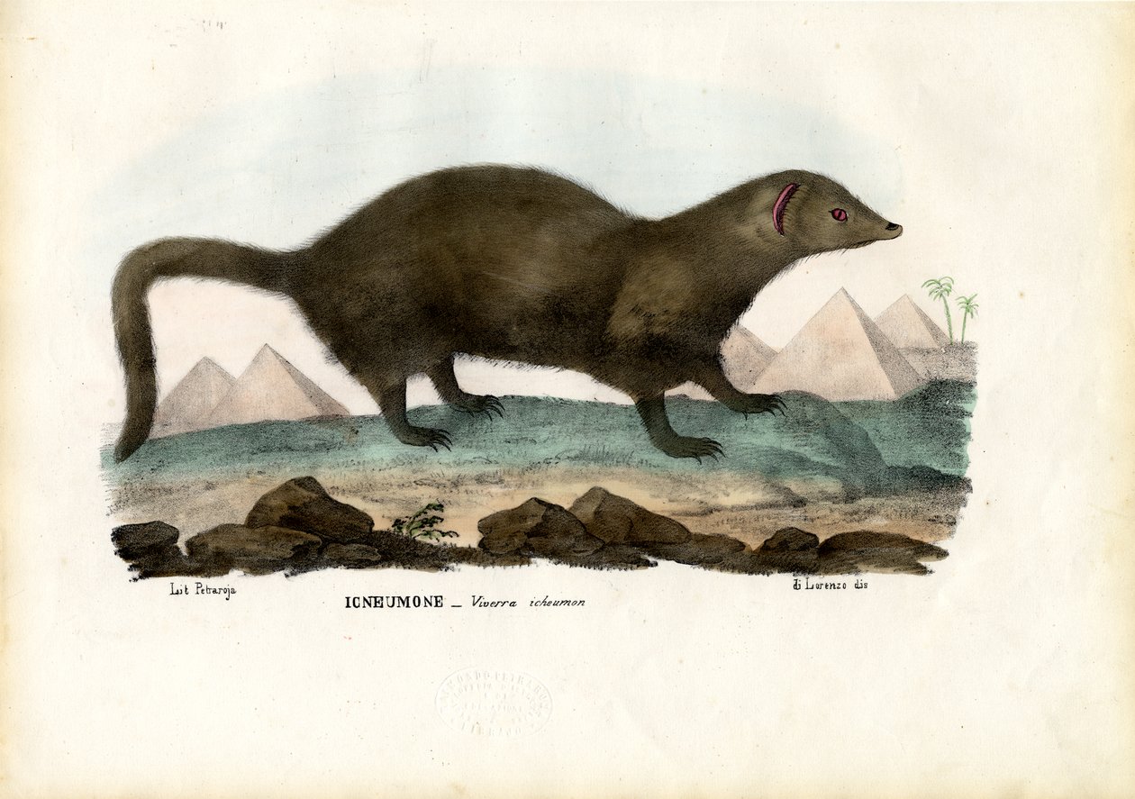 Egyptisk mungo, 1863-79 av Raimundo Petraroja