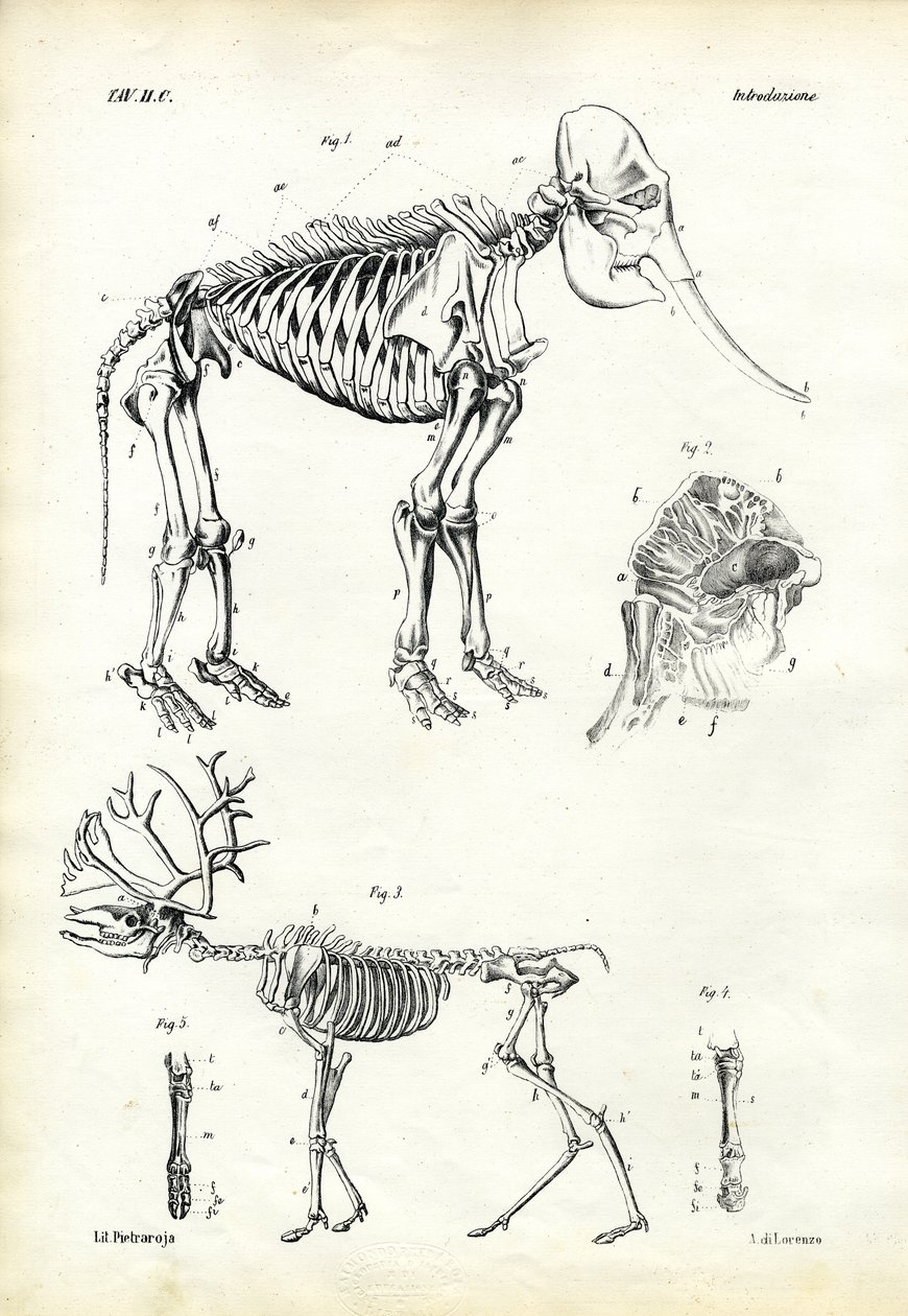 Elefant, 1863-79 av Raimundo Petraroja