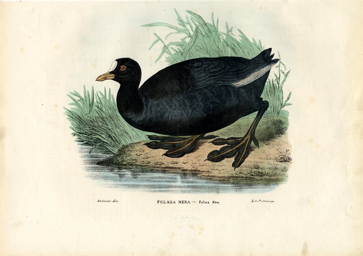 Sothöna, 1863-79 av Raimundo Petraroja