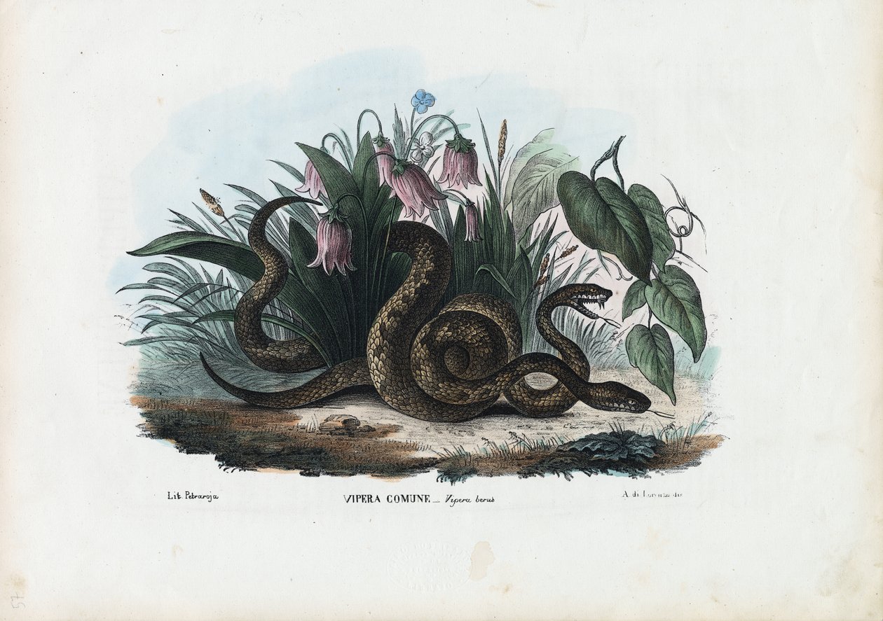 Europeisk adder, 1863-79 av Raimundo Petraroja