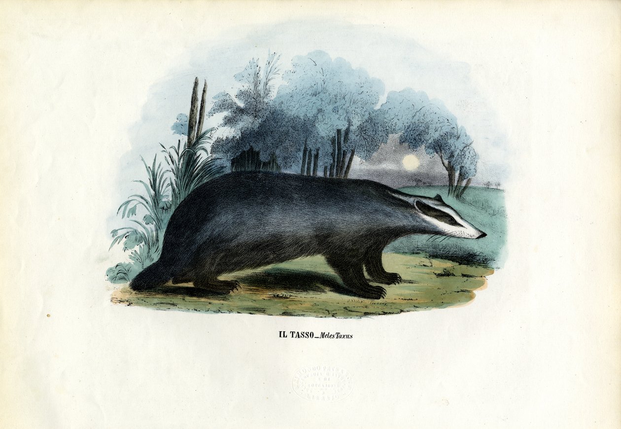 Europeisk grävling, 1863-79 av Raimundo Petraroja