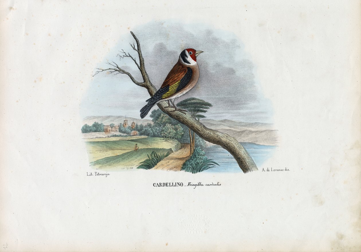 Europeisk guldfink, 1863-79 av Raimundo Petraroja