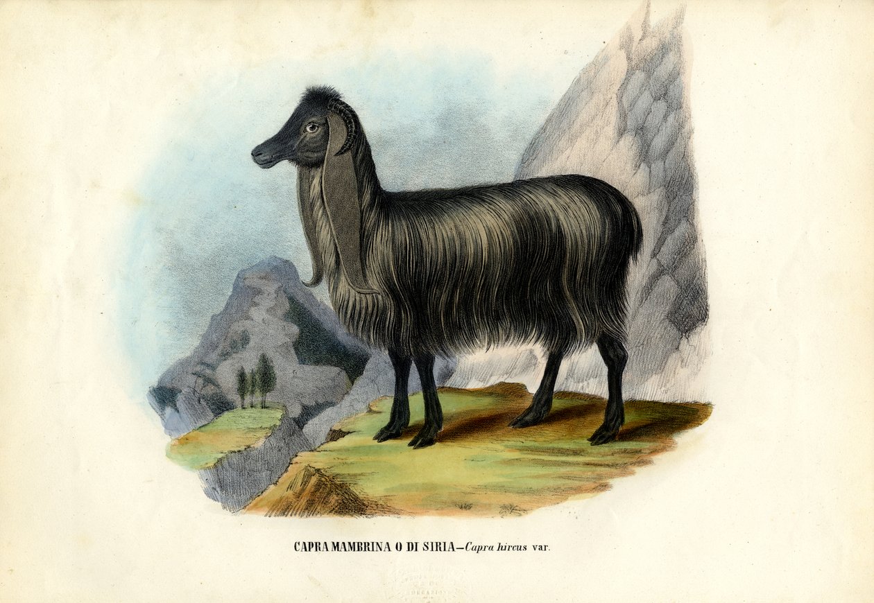 Vild get, 1863-79 av Raimundo Petraroja
