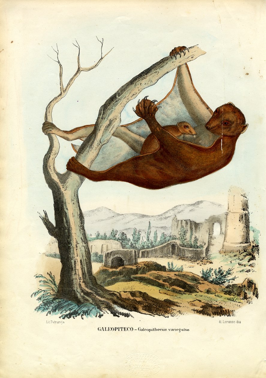 Flygande lemur, 1863-79 av Raimundo Petraroja