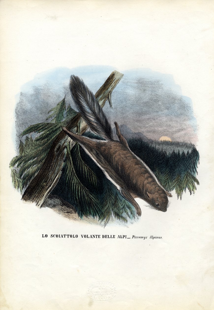 Flygande ekorre, 1863-79 av Raimundo Petraroja