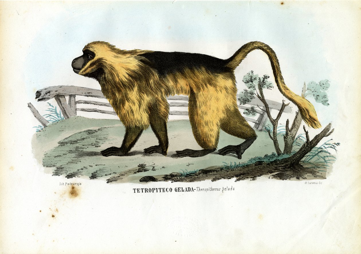 Gelada babian, 1863-79 av Raimundo Petraroja