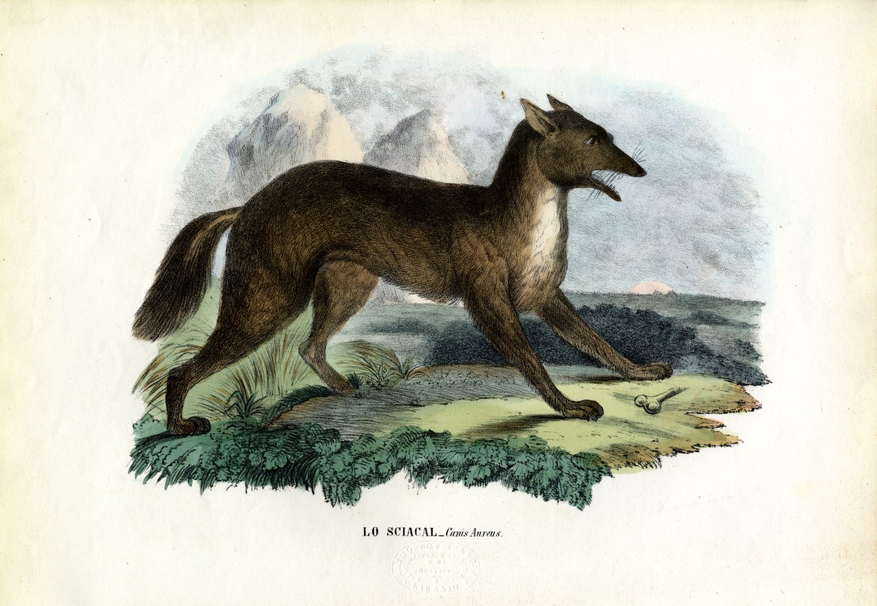 Gyllene schakalen, 1863-79 av Raimundo Petraroja