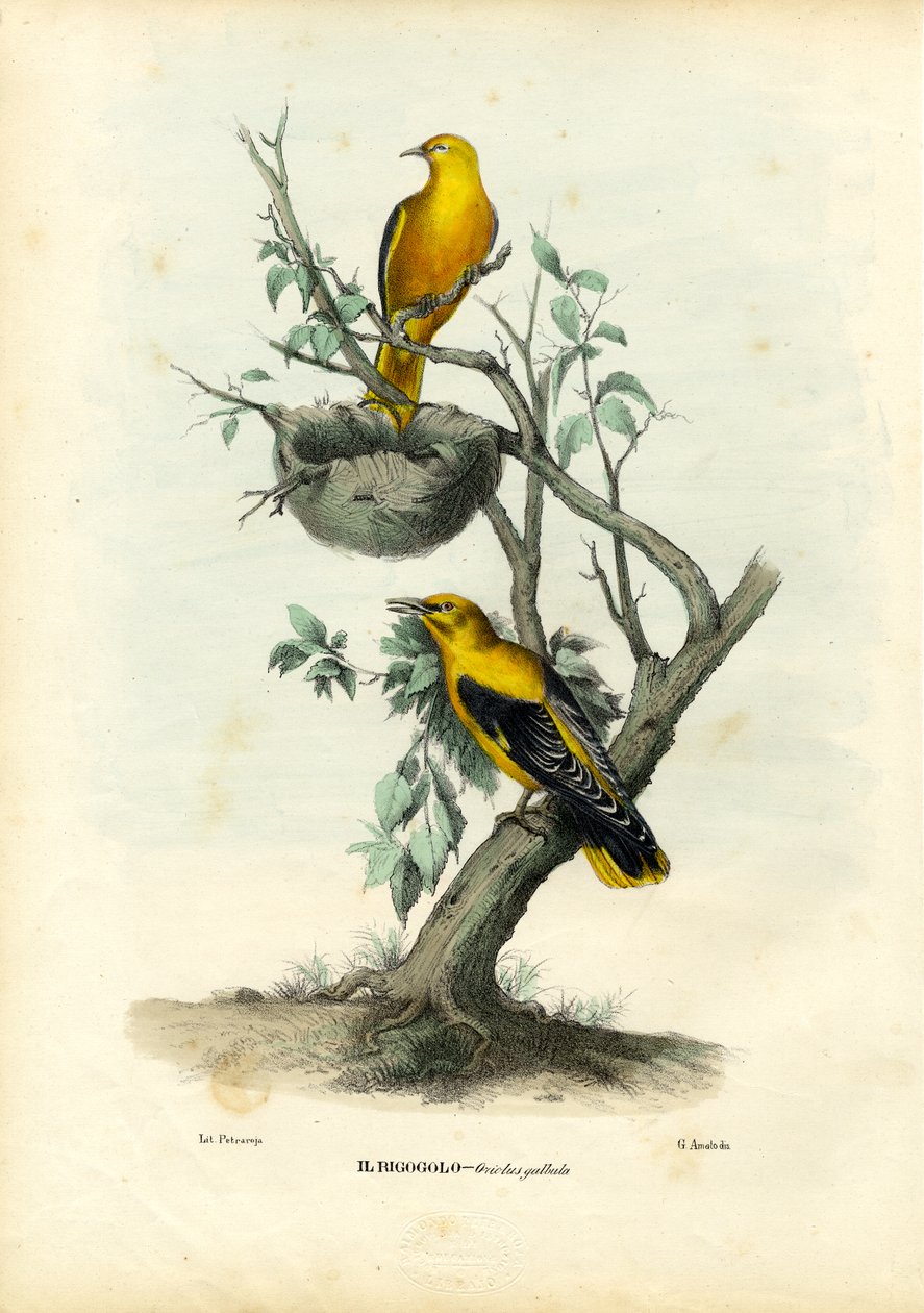 Guldtornet, 1863-79 av Raimundo Petraroja