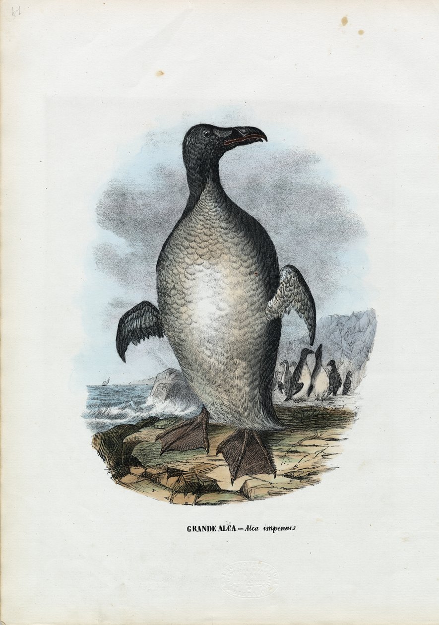 Storfågel, 1863-79 av Raimundo Petraroja