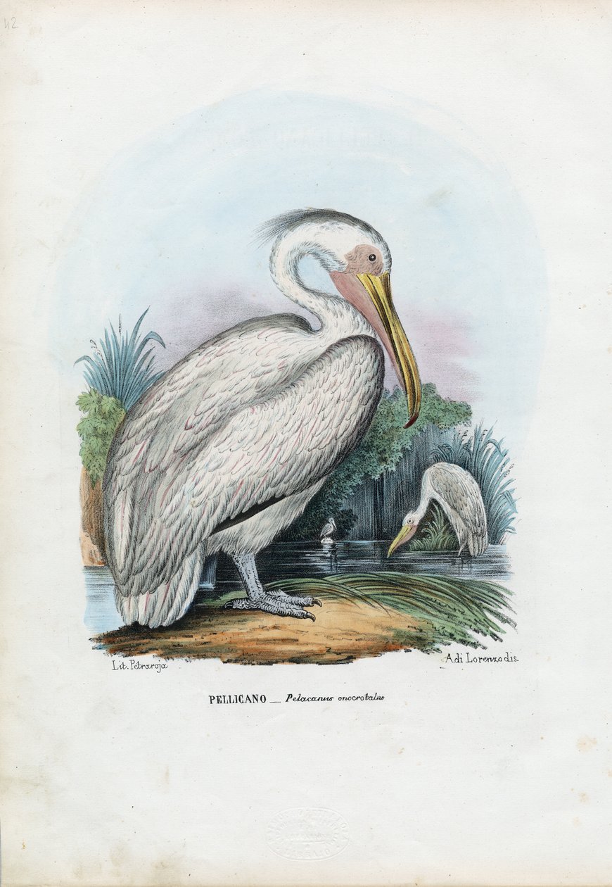 Stora vita pelikanen, 1863-79 av Raimundo Petraroja