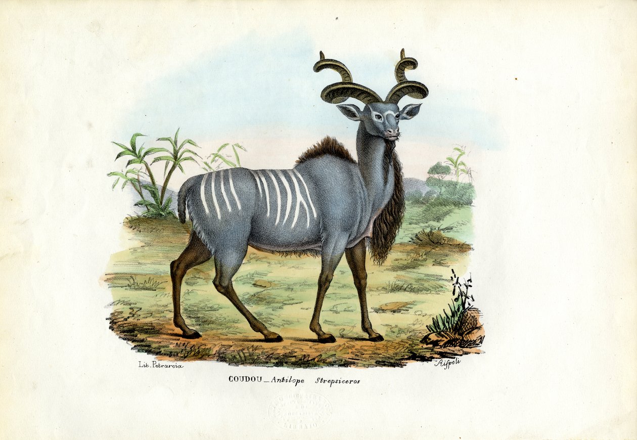 Större Kudu, 1863-79 av Raimundo Petraroja